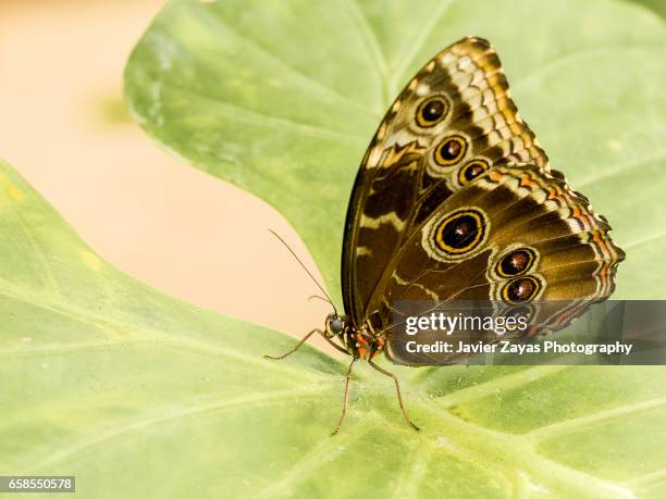 morpho peleides butterfly on leaf - hoja te verde stockfoto's en -beelden
