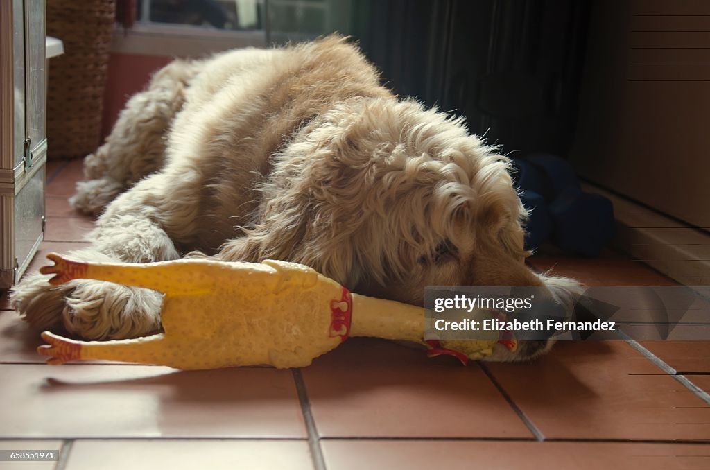 Pets & Their Favorite Toys