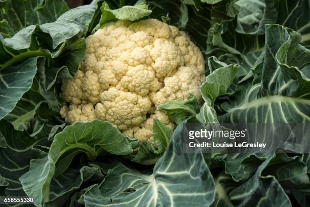 head of cauliflower - califlower stock-fotos und bilder