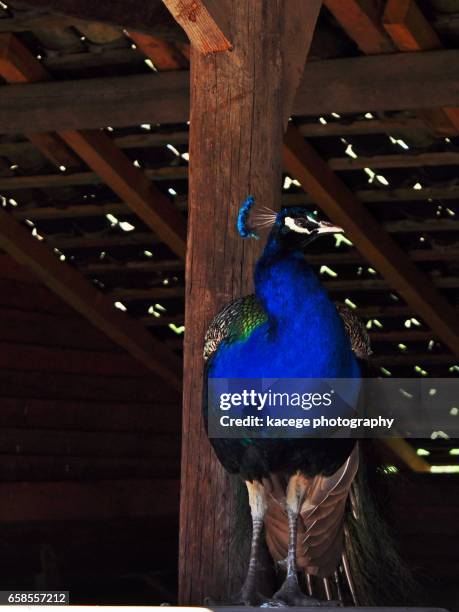 single peacock - leuchtende farbe fotografías e imágenes de stock