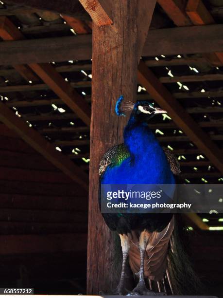 single peacock - ganzkörperansicht photos et images de collection