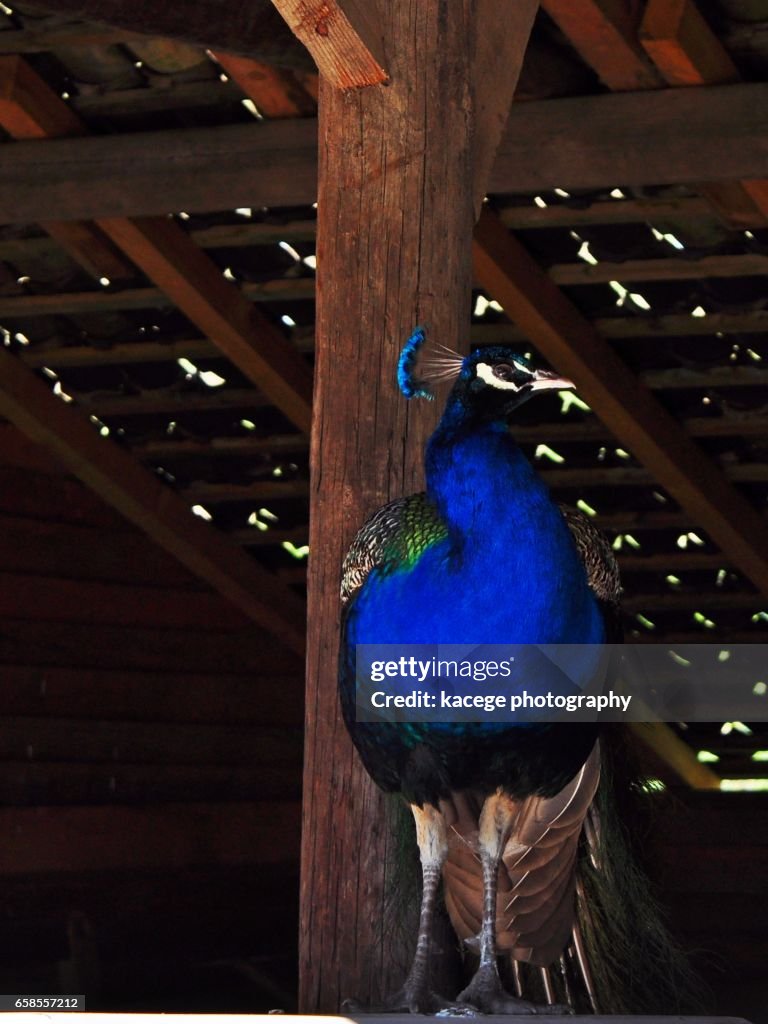 Single peacock