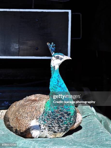 single peacock - türkis fotografías e imágenes de stock