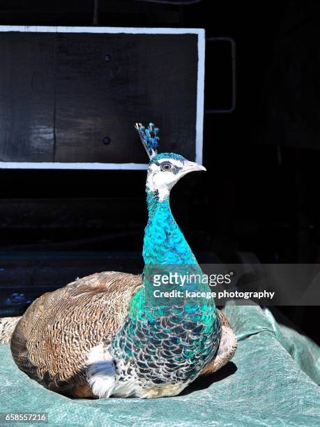 single peacock - ganzkörperansicht photos et images de collection