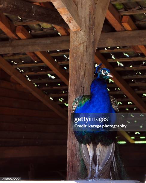 single peacock - ganzkörperansicht fotografías e imágenes de stock