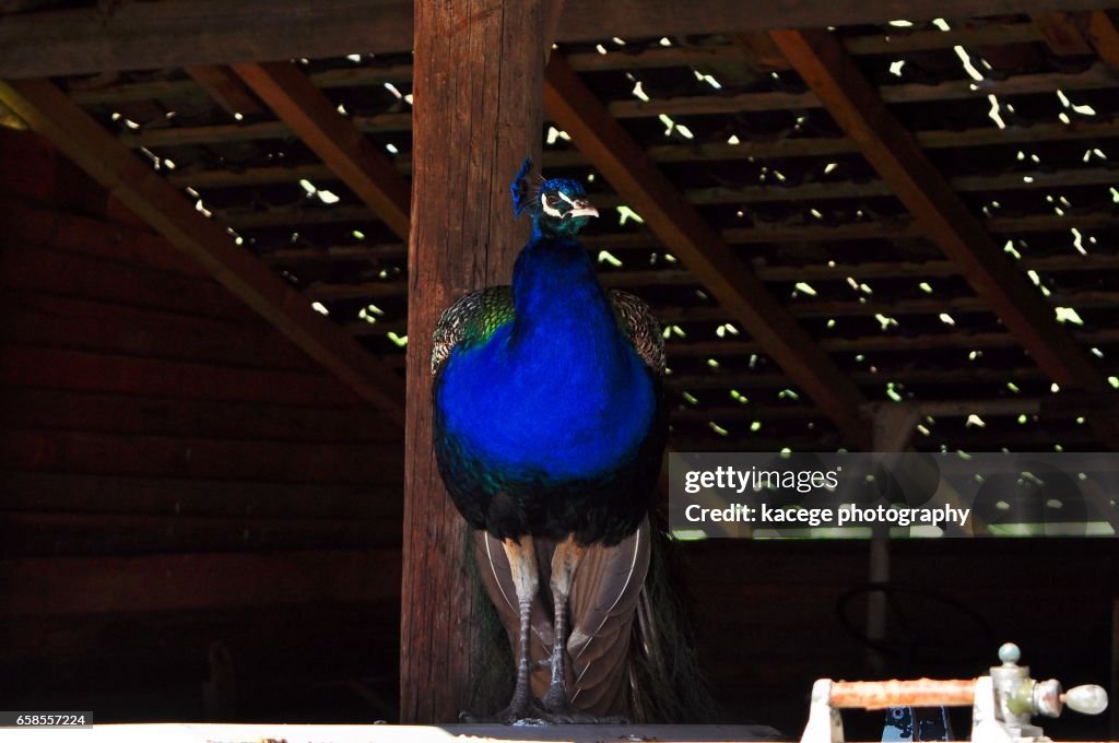 Single peacock