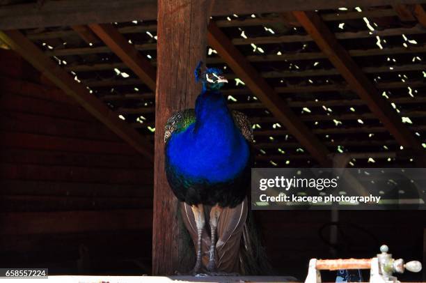 single peacock - leuchtende farbe 個照片及圖片檔