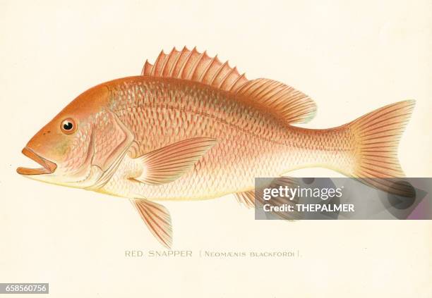 red snapper farblitho 1898 - schnapper stock-grafiken, -clipart, -cartoons und -symbole