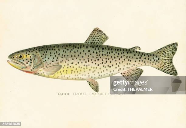 stockillustraties, clipart, cartoons en iconen met tahoe forel chromolithograph 1898 - zoetwatervissen