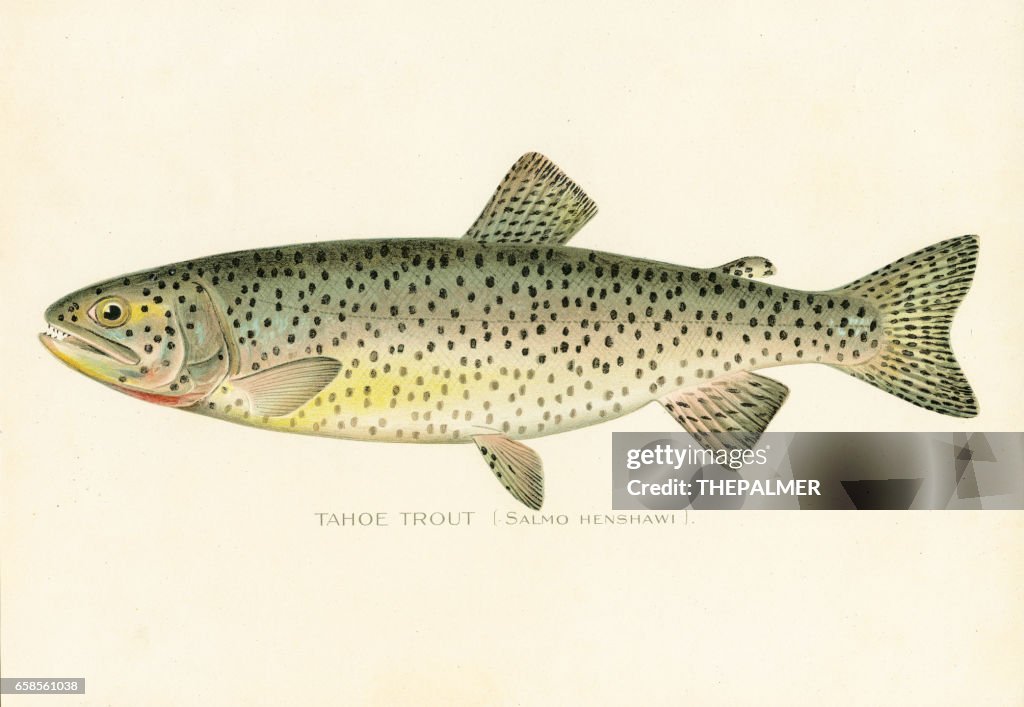 Tahoe trout chromolithograph 1898
