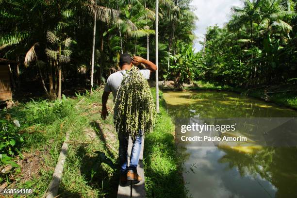 a man works carrying a harvested açai berries in amazon,brazil - amazone stockfoto's en -beelden