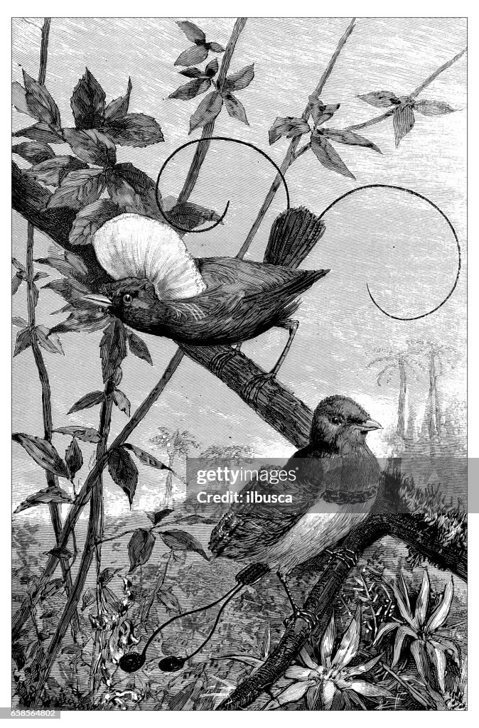 Antique engraving illustration: Bird of paradise and King bird of paradise