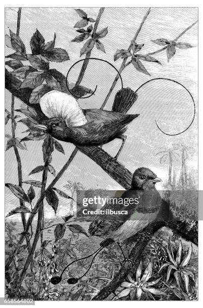 antique engraving illustration: bird of paradise and king bird of paradise - paradisaeidae stock illustrations