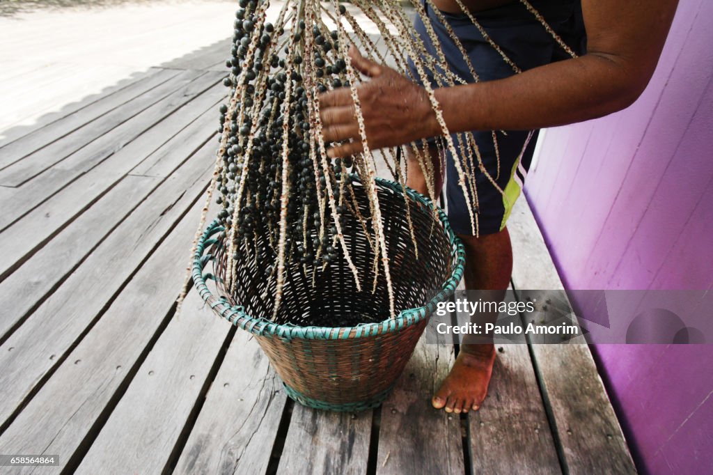 A native working with harvested açai in the Amazon,Brazil