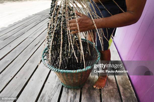 a native working with harvested açai in the amazon,brazil - kleurenfoto stock-fotos und bilder