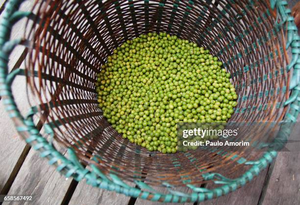 açai berries at amazon rainforest in brazil - brazilië - fotografias e filmes do acervo