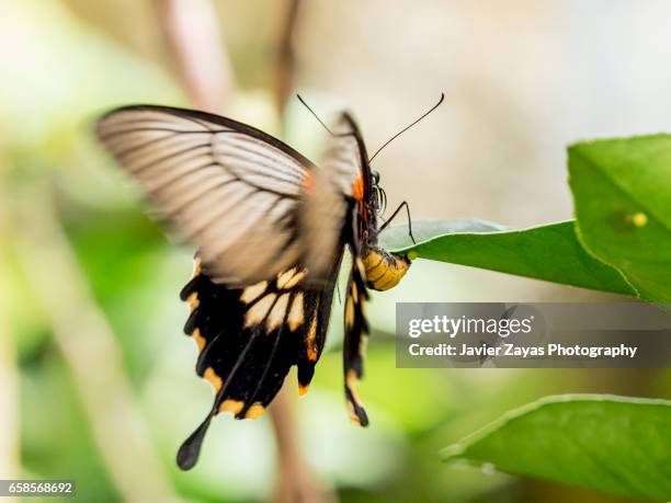 great yellow mormon female butterfly laying eggs (papilio lowii) - insecto stock pictures, royalty-free photos & images