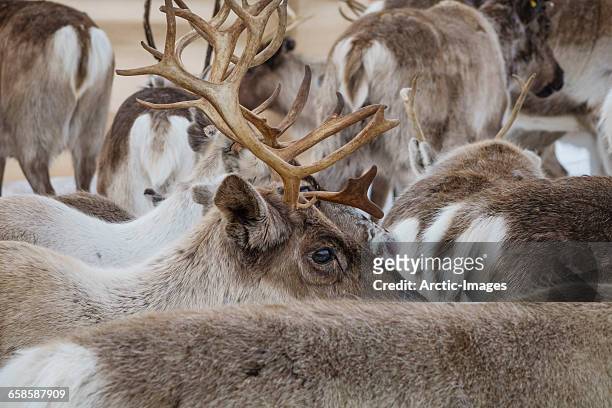 reindeer herd round-up,  lapland, sweden - swedish lapland 個照片及圖片檔