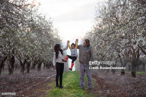 eltern spielen mit baby-tochter auf mandelbäume feld im frühling. - almond blossom stock-fotos und bilder