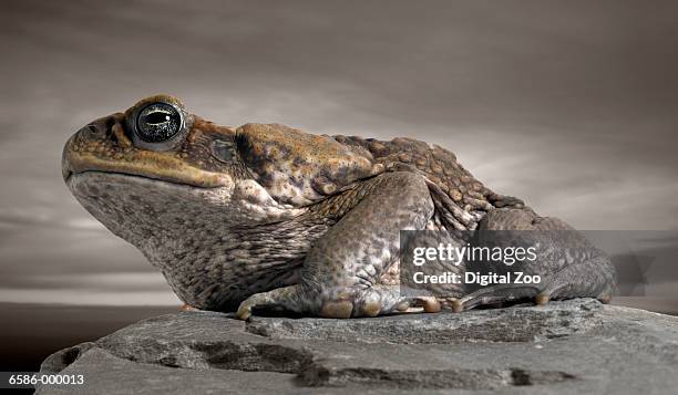 Toad On Rocks 39 Toad Patrol Stock Photos, High-Res Pictures, and Images - Getty Images