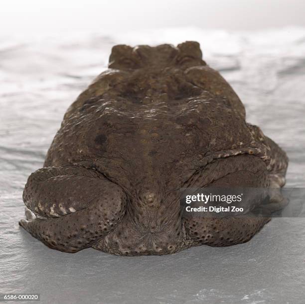 Toad Standing Rear Toad Behind Photos and Premium High Res Pictures - Getty Images