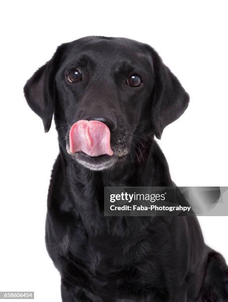 labrador - tierkopf stock pictures, royalty-free photos & images