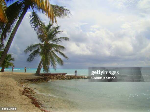 caribbean - ravenala madagascariensis stock pictures, royalty-free photos & images