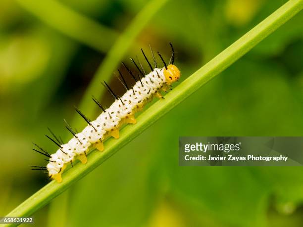 ismenius tiger caterpillar (heliconius ismenius) - animales salvajes stock pictures, royalty-free photos & images