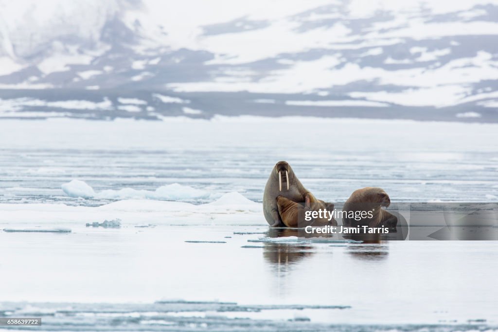 A walrus feeding her young on an ice floe