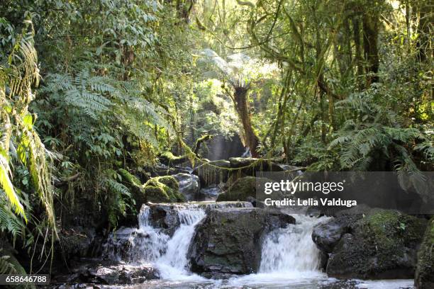 mata atlantica and drinking water! - mata atlantica photos et images de collection