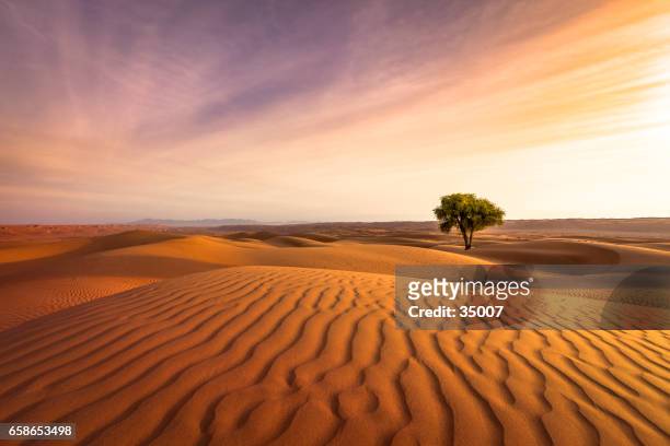 tramonto nel deserto - single tree foto e immagini stock
