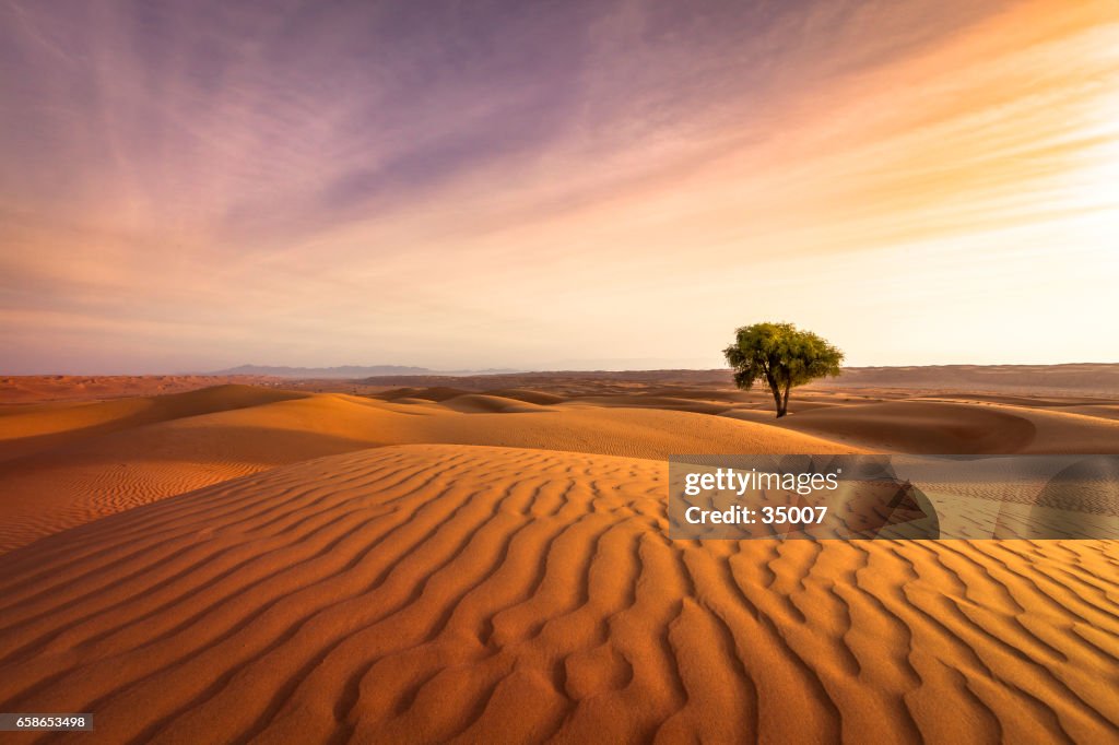 Desert sunset