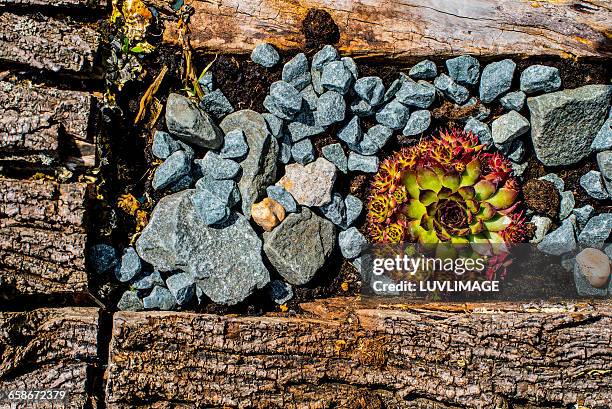 plant and rocks, - 石庭 ストックフォトと画像