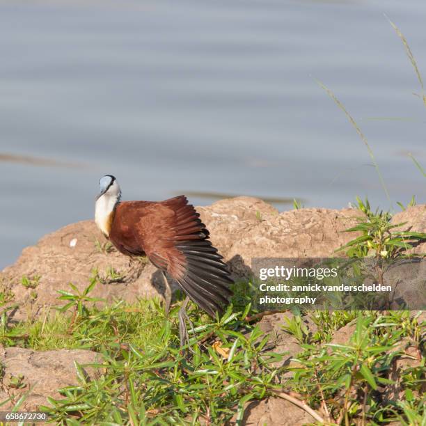 the african jacana (actophilornis africanus). - gallito de agua africano fotografías e imágenes de stock