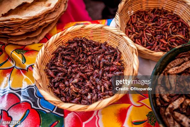 edible mexican chapulines (grasshoppers), chinicuil and maguey worm - traditional native american medicine stock pictures, royalty-free photos & images