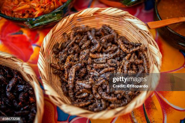 maguey worm or caterpillar and chahuis bug - worm eater stock pictures, royalty-free photos & images