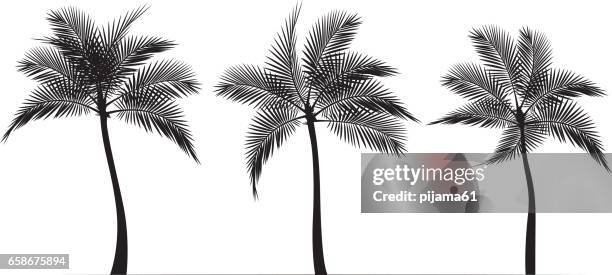 palm tree silhouettes black and white - palm trees clipart stock illustrations