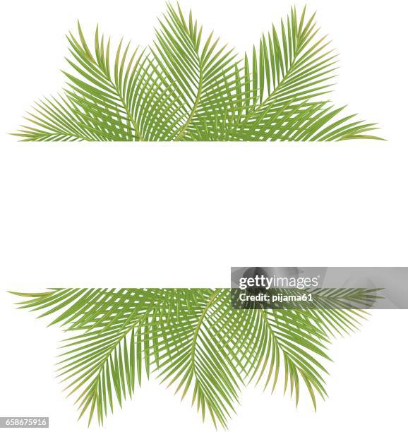 illustrazioni stock, clip art, cartoni animati e icone di tendenza di palme - palma da cocco