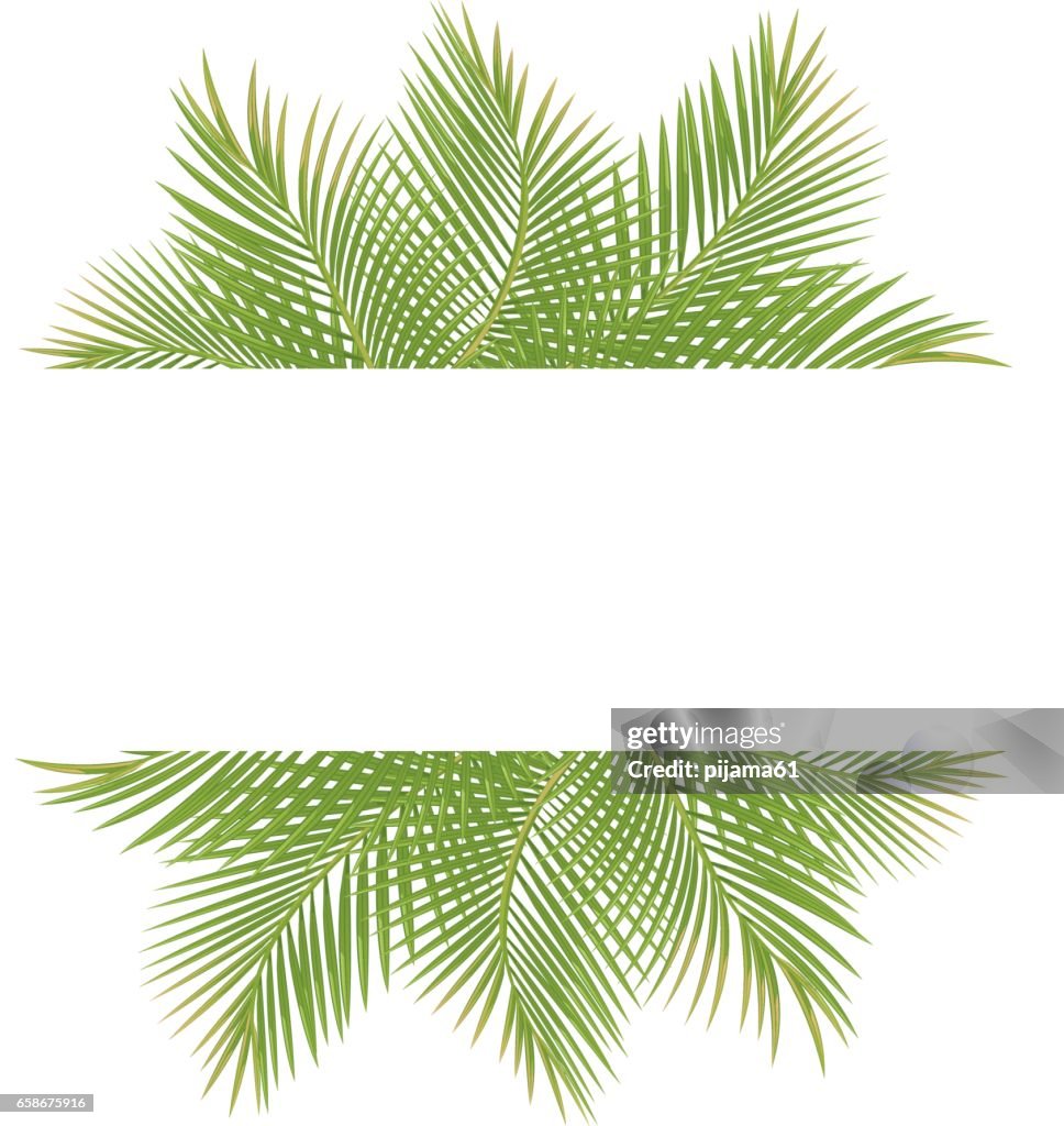 Palm trees