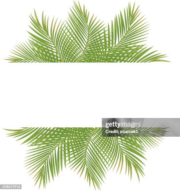 palm trees - coconut palm tree stock illustrations