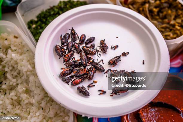 chahuis bug edible insect - wurm stock-fotos und bilder