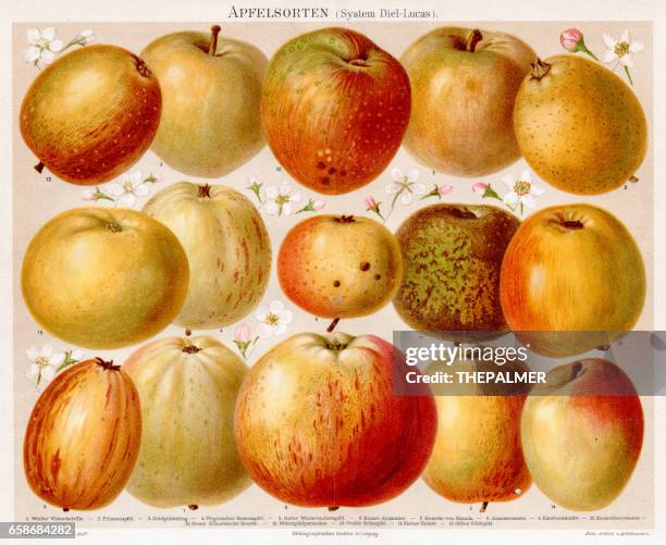 apples chromolithograph 1895 - apple stock illustrations