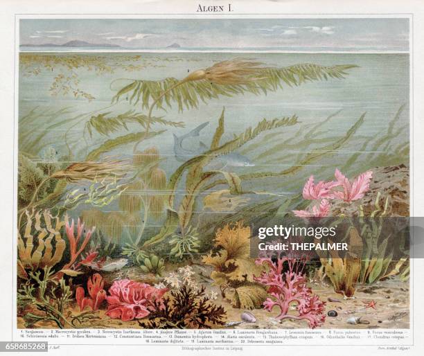 algae chromolithograph 1895 - chlorella stock illustrations