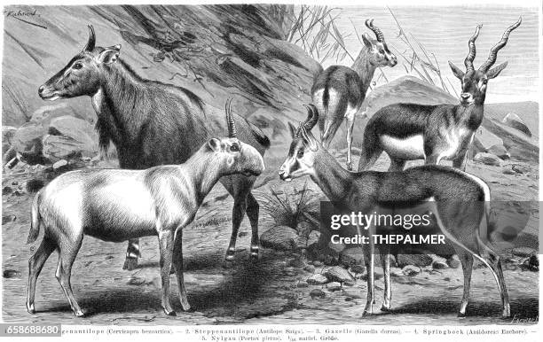 bildbanksillustrationer, clip art samt tecknat material och ikoner med antiloper gravyr 1895 - antilop