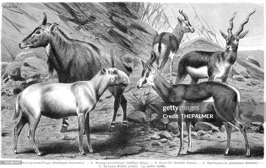 Antelopes engraving 1895