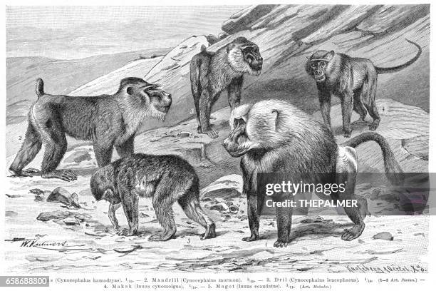 baboon monkeys engraving 1895 - macaque stock illustrations
