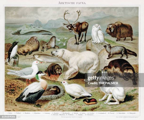 stockillustraties, clipart, cartoons en iconen met arctische fauna chromolithograph 1895 - chromolithografie