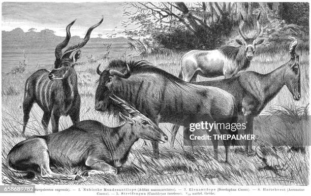 antelopes engraving 1895 - kudu stock illustrations