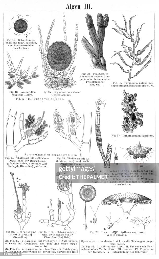 Algae engraving 1895