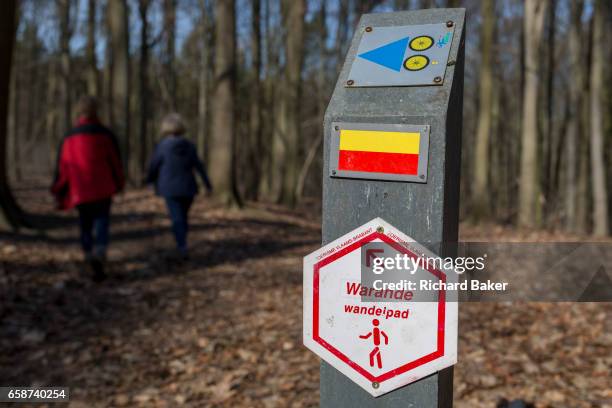 Walkers in woods that form part of the Foret de Soignes, on 25th March, in Everberg, Belgium. Forêt de Soignes or Sonian Wood is a 4,421-hectare...